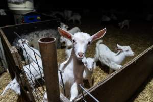 Female baby goats - Captured at Lochaber Goat Dairy, Meredith VIC Australia.