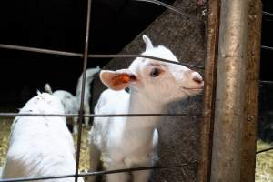 Female baby goats - Captured at Lochaber Goat Dairy, Meredith VIC Australia.