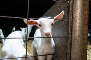 Female baby goats - Captured at Lochaber Goat Dairy, Meredith VIC Australia.