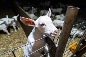 Female baby goats - Captured at Lochaber Goat Dairy, Meredith VIC Australia.