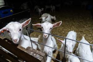 Female baby goats - Captured at Lochaber Goat Dairy, Meredith VIC Australia.