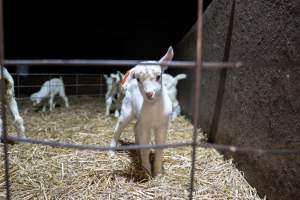 Female baby goats - Captured at Lochaber Goat Dairy, Meredith VIC Australia.