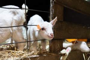 Female baby goats - Captured at Lochaber Goat Dairy, Meredith VIC Australia.