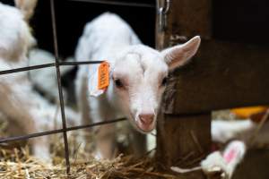 Female baby goats - Captured at Lochaber Goat Dairy, Meredith VIC Australia.