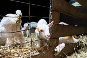 Female baby goats - Captured at Lochaber Goat Dairy, Meredith VIC Australia.