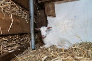 Female baby goats - Captured at Lochaber Goat Dairy, Meredith VIC Australia.