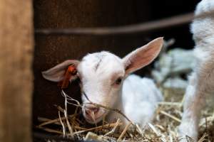 Doe goat kid - Captured at Lochaber Goat Dairy, Meredith VIC Australia.