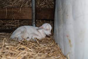Sleeping doe kid - Captured at Lochaber Goat Dairy, Meredith VIC Australia.