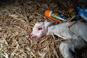 Dead kid beside spray cans - Captured at Lochaber Goat Dairy, Meredith VIC Australia.