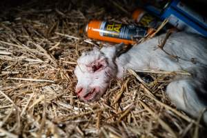 Dead kid beside spray cans - Captured at Lochaber Goat Dairy, Meredith VIC Australia.