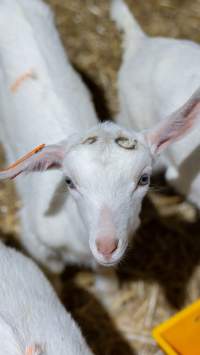 Doe kid - Captured at Lochaber Goat Dairy, Meredith VIC Australia.