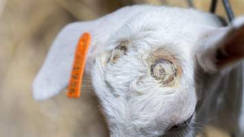 Doe kid with burnt head - Captured at Lochaber Goat Dairy, Meredith VIC Australia.