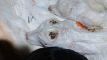 Doe kid with burnt head - Captured at Lochaber Goat Dairy, Meredith VIC Australia.