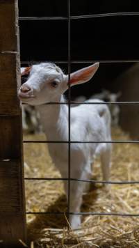 Doe kid - Captured at Lochaber Goat Dairy, Meredith VIC Australia.