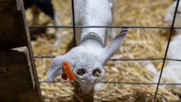 Doe kid with burnt head - Captured at Lochaber Goat Dairy, Meredith VIC Australia.