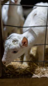 Doe kid with burnt head - Captured at Lochaber Goat Dairy, Meredith VIC Australia.