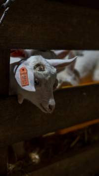 Doe kid - Captured at Lochaber Goat Dairy, Meredith VIC Australia.