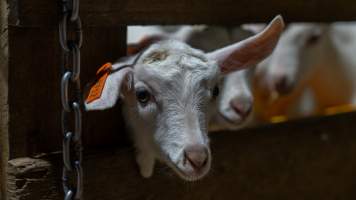 Doe kid - Captured at Lochaber Goat Dairy, Meredith VIC Australia.