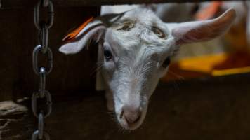 Doe kid with burnt head - Captured at Lochaber Goat Dairy, Meredith VIC Australia.