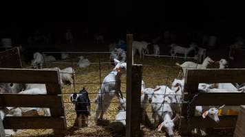 Doe kids in nursery pen - Captured at Lochaber Goat Dairy, Meredith VIC Australia.