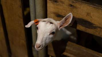 Doe kid with burnt head - Captured at Lochaber Goat Dairy, Meredith VIC Australia.