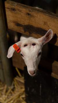 Doe kid with burnt head - Captured at Lochaber Goat Dairy, Meredith VIC Australia.