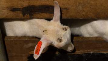 Doe kid with burnt head - Captured at Lochaber Goat Dairy, Meredith VIC Australia.