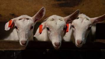 Doe kids with burnt heads - Captured at Lochaber Goat Dairy, Meredith VIC Australia.