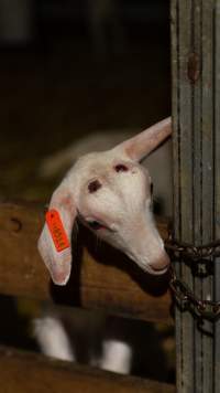 Doe kid with burnt head - Captured at Lochaber Goat Dairy, Meredith VIC Australia.