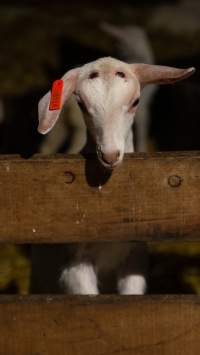 Doe kid with burnt head - Captured at Lochaber Goat Dairy, Meredith VIC Australia.