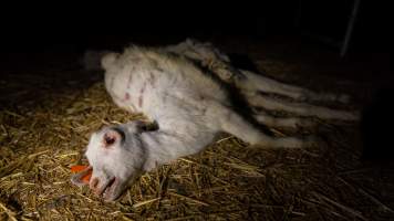 Dead doe - Captured at Lochaber Goat Dairy, Meredith VIC Australia.