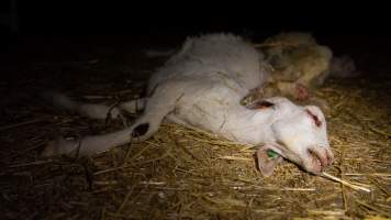 Dead doe - Captured at Lochaber Goat Dairy, Meredith VIC Australia.