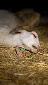 Dead doe - Captured at Lochaber Goat Dairy, Meredith VIC Australia.