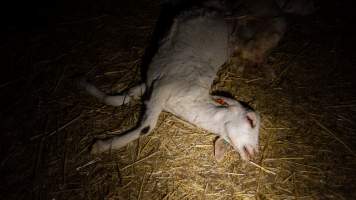 Dead doe - Captured at Lochaber Goat Dairy, Meredith VIC Australia.