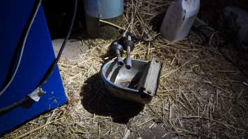 Hot iron for disbudding - Captured at Lochaber Goat Dairy, Meredith VIC Australia.