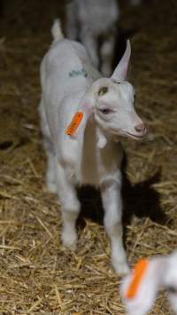 Female baby goats - Captured at Lochaber Goat Dairy, Meredith VIC Australia.