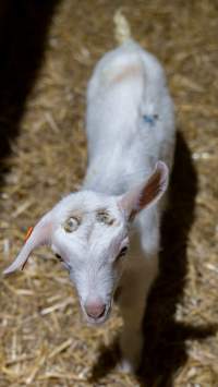 Female baby goats - Captured at Lochaber Goat Dairy, Meredith VIC Australia.