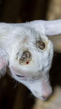 Female baby goats - Captured at Lochaber Goat Dairy, Meredith VIC Australia.