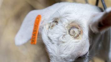 Female baby goats - Captured at Lochaber Goat Dairy, Meredith VIC Australia.