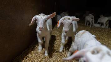 Female baby goats - Captured at Lochaber Goat Dairy, Meredith VIC Australia.