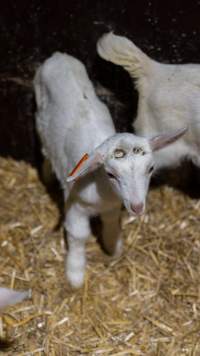 Female baby goats - Captured at Lochaber Goat Dairy, Meredith VIC Australia.