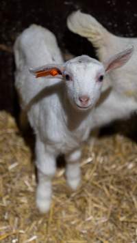 Female baby goats - Captured at Lochaber Goat Dairy, Meredith VIC Australia.