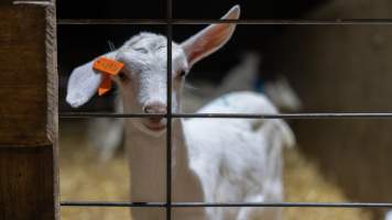 Doe goat kid - Captured at Lochaber Goat Dairy, Meredith VIC Australia.