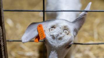 Doe kid burnt head - Captured at Lochaber Goat Dairy, Meredith VIC Australia.