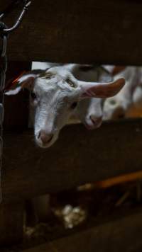 Doe kids in nursery - Captured at Lochaber Goat Dairy, Meredith VIC Australia.