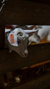 Doe kids in nursery - Captured at Lochaber Goat Dairy, Meredith VIC Australia.