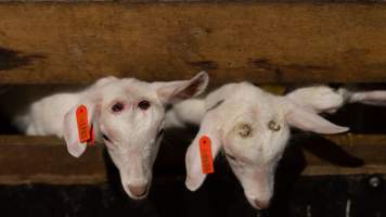 Doe kids with burnt heads - Captured at Lochaber Goat Dairy, Meredith VIC Australia.