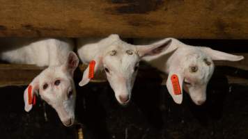 Doe kids with burnt heads - Captured at Lochaber Goat Dairy, Meredith VIC Australia.