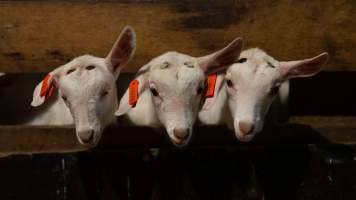 Doe kids - Captured at Lochaber Goat Dairy, Meredith VIC Australia.