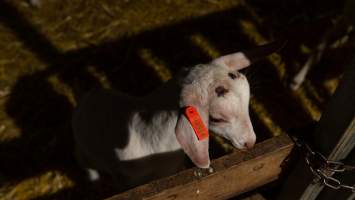 Doe kid with burnt head - Captured at Lochaber Goat Dairy, Meredith VIC Australia.